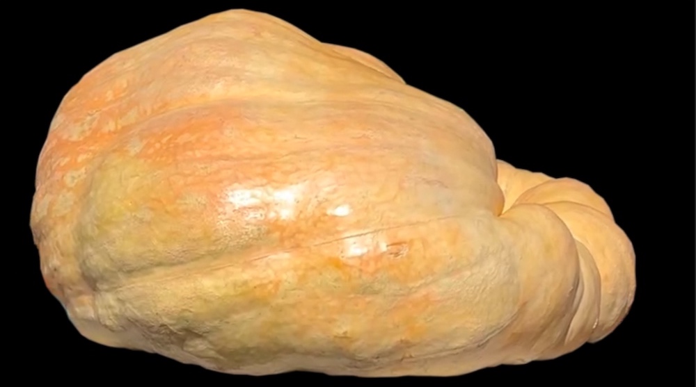hmb pumpkin fest 2025 largest pumpkin image