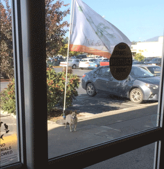 Fret & Fiddle flag waves, and dog waits, outside New Leaf Market in Half Moon Bay